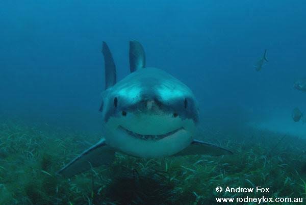 Happy shark
