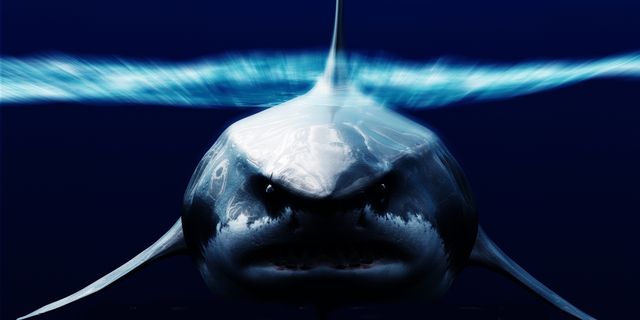 Very angry shark. Scary!!!